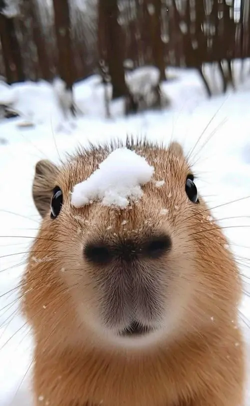 21 Mũi phủ tuyết làm Capybara ngoài trời đông nhìn ngơ ngác, đôi mắt nhỏ và bộ lông nâu tạo cảm giác vừa lạnh vừa buồn cười