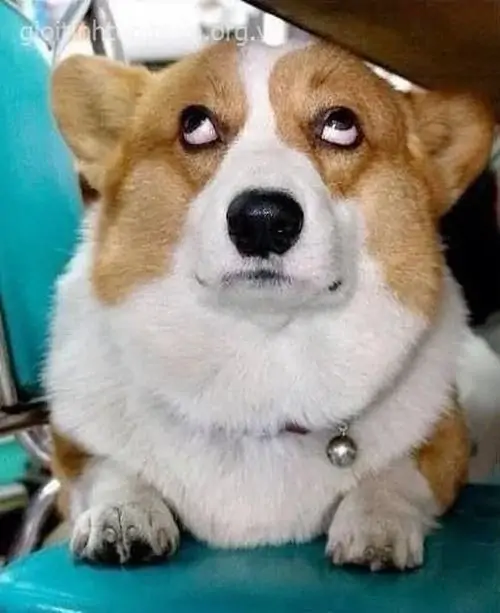 20 Ảnh vui chú corgi ngồi trên bàn xanh với mắt liếc ngược, biểu cảm chán đời nói hộ tâm trạng bị hỏi quá nhiều