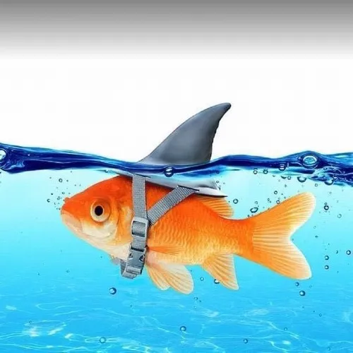 8 Meme cá bựa có cá vàng bị buộc dao nhỏ trên lưng, bơi sát mặt nước với vẻ bình thản như đang nhập vai quá sâu