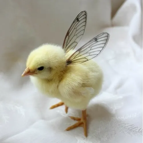 7 Gà con mang cánh chuồn đứng trên nền vải trắng, dáng nhỏ xíu khiến chi tiết hóa trang càng thêm ngộ nghĩnh