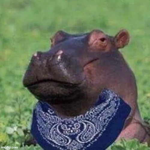 12 Ảnh vui chú hà mã đeo chiếc khăn bandana xanh họa tiết cá tính đang nhìn thẳng vào ống kính với vẻ mặt đầy bí ẩn.
