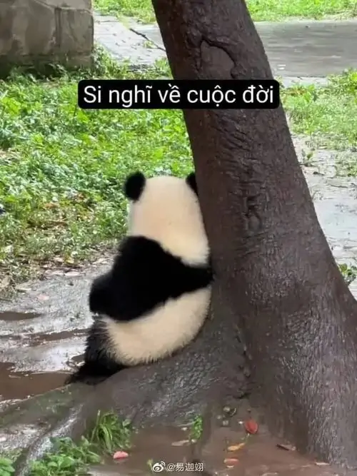 9 Chú gấu trúc đứng nép sau thân cây, dòng chữ suy nghĩ về cuộc đời khiến bối cảnh xanh lá bỗng trầm tư