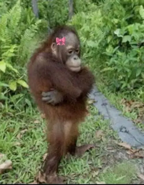 17 Con đười ươi nhỏ có bông hoa trên đầu đứng trên lối cỏ, biểu cảm ngơ ngác làm cảm giác buồn bỗng dễ thương