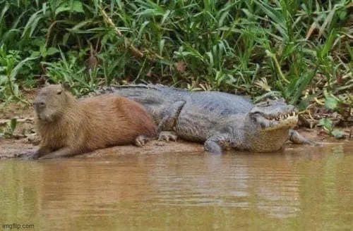 14 Khoảnh khắc chú chuột lang capybara điềm nhiên ngồi cạnh cá sấu dưới nước tạo nên cái meme alligator đầy sự thân thiện