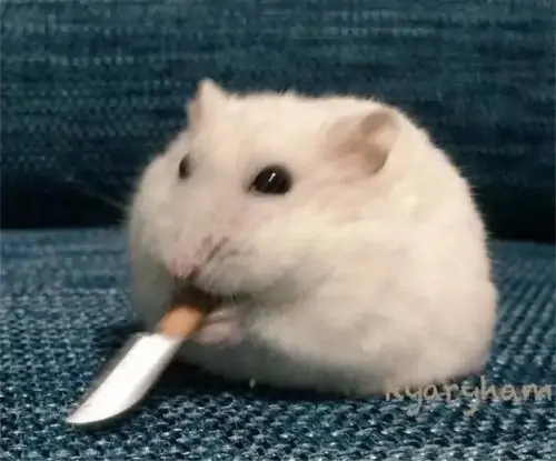17 Hamster trắng ngồi trên ghế xanh, đôi mắt đen tròn xoe ngậm dao nhỏ, trông hiền lành nhưng rõ ràng đang cà khịa