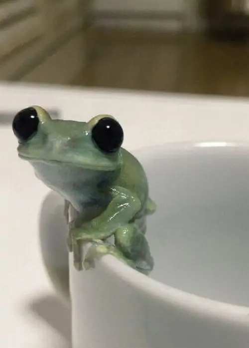 8 Gương mặt ếch mắt lồi nhô khỏi chiếc cốc trắng, meme Pepe này hợp cảnh vừa hóng chuyện vừa giả vờ không liên quan