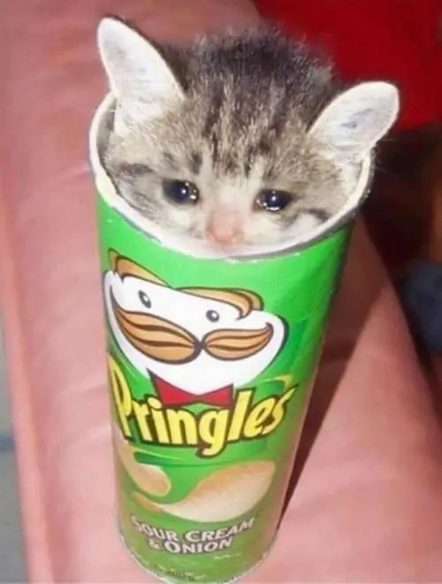 20 Ảnh vui chú mèo con nằm trong lon Pringles, thân bé lọt thỏm bên trong như món quà lạc nhịp trên bàn