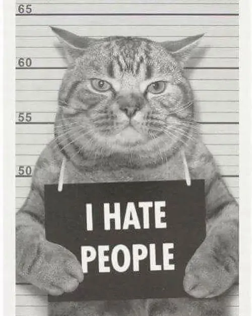 7 Bảng đo chiều cao phía sau khiến mèo xám như đang chụp hồ sơ, hai chân cầm bảng chữ I hate people