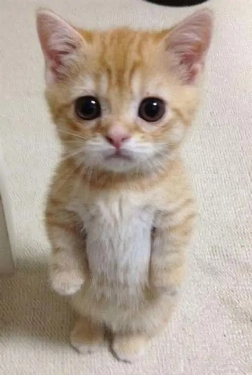 8 Meme chế mèo vàng đứng thẳng với đôi mắt long lanh, bối cảnh sàn nhà làm vẻ năn nỉ càng buồn cười