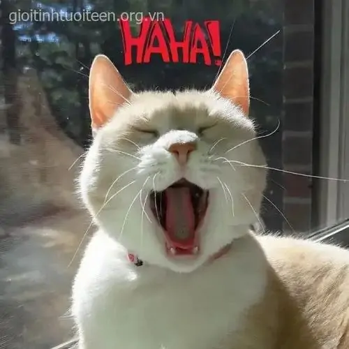 22 Chú mèo trắng há miệng bên dòng chữ HAHA đỏ, biểu cảm như ảnh meme cười dành cho lúc nghe chuyện quá lố