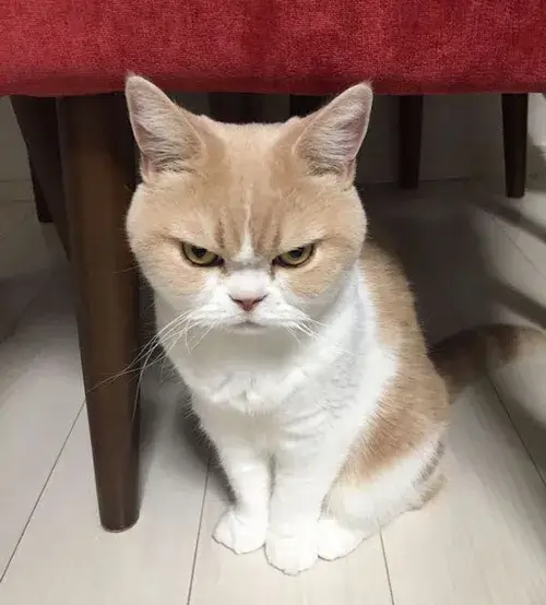 32 Meme khó ở chú mèo hai màu trắng xám ngồi dưới gầm bàn nhìn thẳng vào camera bằng ánh mắt lườm nguýt đầy vẻ hằn học.