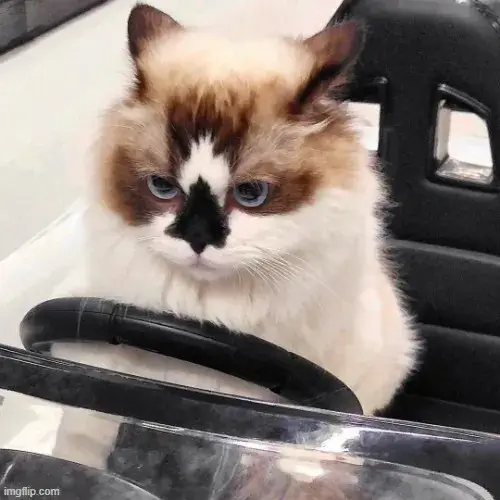 38 Meme hài chú vẹt màu xanh lá cây nghiêng đầu nhìn xéo bằng một bên mắt đầy vẻ tò mò pha lẫn sự hoài nghi.