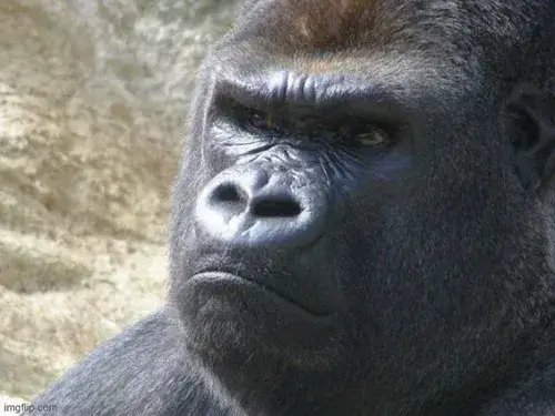 16 Meme hài chú khỉ gorilla khổng lồ nhìn thẳng vào ống kính bằng ánh mắt phán xét đầy vẻ hậm hực và không mấy thân thiện.