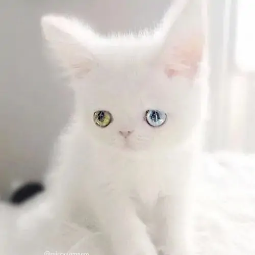 97 96