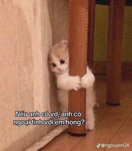 2 Bé mèo vàng ló đầu sau cánh cửa, hai mắt ngơ ngác nhìn dòng chữ nhỏ như đang hỏi chuyện rất oan