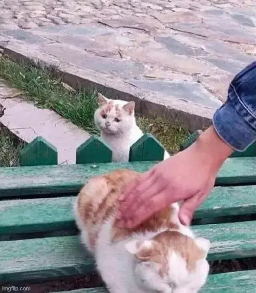 3 Mèo lông cam được xoa trên ghế đá xanh, mặt cúi chịu trận còn bạn mèo phía xa đứng hóng chuyện
