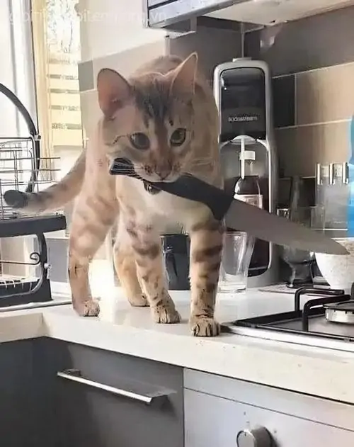 2 Chú mèo vàng đứng trên kệ bếp, miệng ngậm dao nhỏ như mèo cầm vũ khí hài hước đang canh nồi cơm