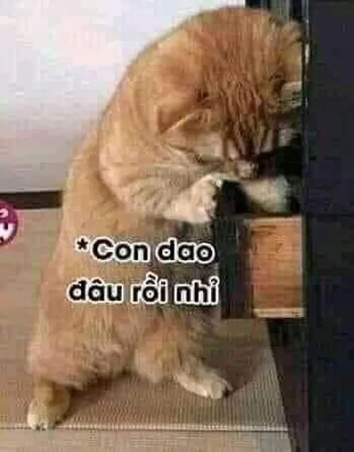 7 Mèo lông cam cúi đầu bên dòng chữ con dao đâu rồi nhỉ, biểu cảm như vừa mất đạo cụ quan trọng trong bếp