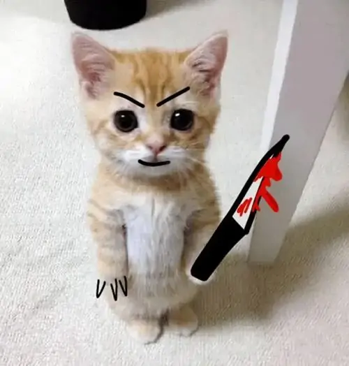 8 Meme chế bé mèo vàng ngồi ngoan với lông mày vẽ đậm, cạnh bên là dao đỏ khiến mặt hiền hóa thành căng