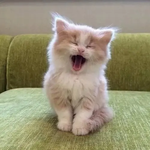 10 Chú mèo nhỏ trên ghế xanh há miệng to trong ảnh meme mèo cười, nhìn như cười gượng vì bị bắt dậy sớm