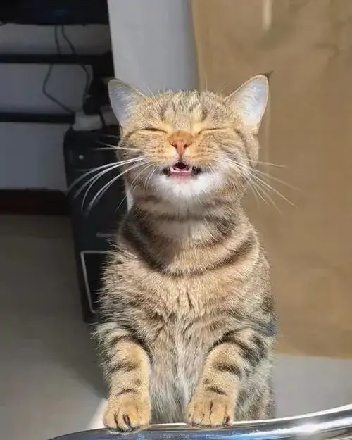 8 Meme mèo vui nhộn mở đầu bằng chú mèo mướp ngồi thẳng, mắt nhắm tít và miệng cười hiền trên mặt bàn