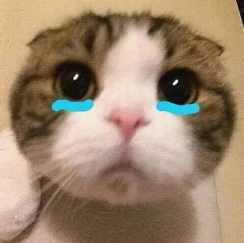 10 Mèo vàng trắng nhìn sát ống kính với hai vệt nước mắt xanh, ảnh meme mèo khóc này hợp cảnh bị nói trúng tim đen