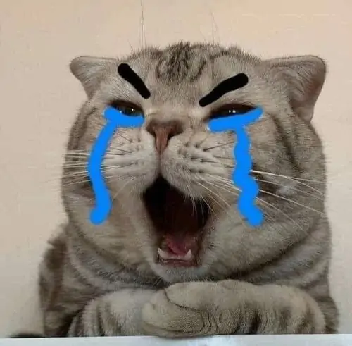 15 Miệng mèo xám há lớn giữa khung hình, nét mày cau và nước mắt xanh biến ảnh meme mèo khóc thành cú la oan