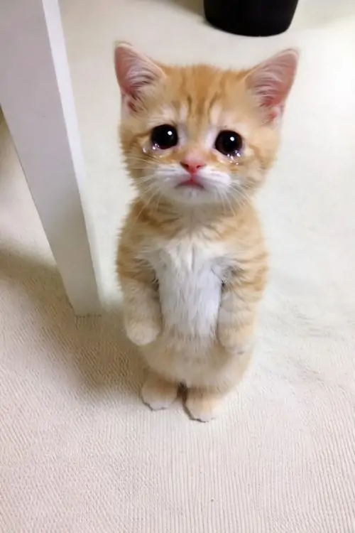 2 Bé mèo vàng trắng đứng giữa nền nhà sáng, đôi mắt đỏ hoe và dáng ngồi ngoan khiến biểu cảm tủi thân càng mắc cười