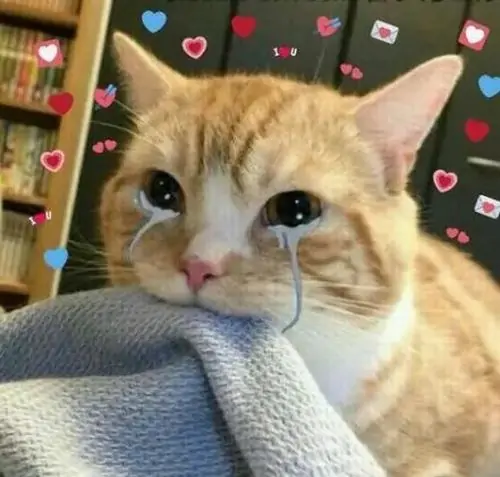 8 Meme chế mèo vàng nằm trước phông trái tim, hai má ướt nước làm cảnh mèo rơi lệ trông vừa sến vừa tội
