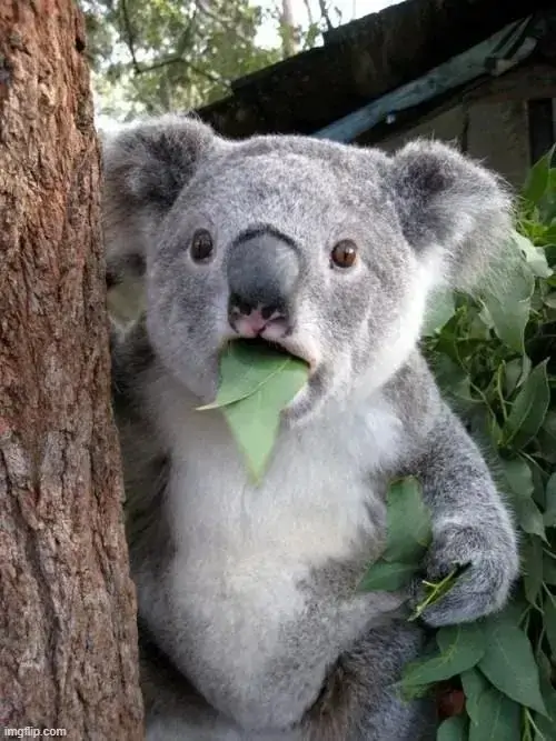 3 Chú gấu koala ngậm lá cây, mắt tròn ngơ ngác trên thân gỗ, nhìn như bị bắt gặp đang ăn vụng