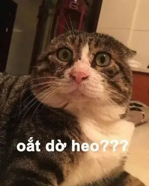 8 Meme chế chú mèo mắt tròn nhìn thẳng máy ảnh, dòng chữ oắt đờ heo khiến phản ứng khó hiểu càng buồn cười