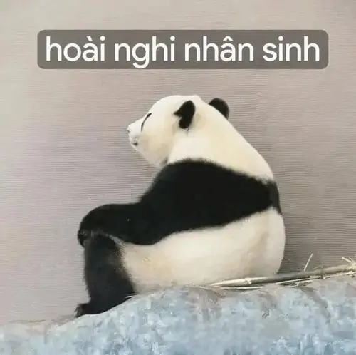 18 Chú gấu trúc quay lưng trong góc chuồng dưới dòng chữ hoài nghi nhân sinh, dáng ngồi lặng im mà cà khịa nhẹ