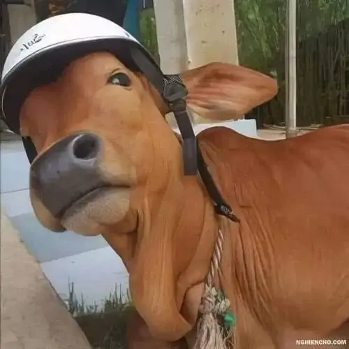 11 Con bê đội mũ trắng đứng ngoài trời, mõm hơi lệch và mắt nhìn nghiêng như vừa bị gọi tên trong chuyện chẳng liên quan