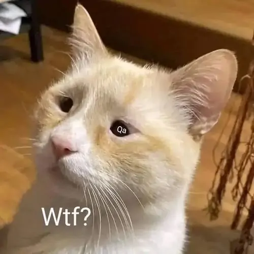 12 Hình chế bất ngờ chú mèo lông vàng trắng nghiêng đầu nhìn lên, dòng chữ Wtf? tạo cảm giác chưa kịp hiểu chuyện