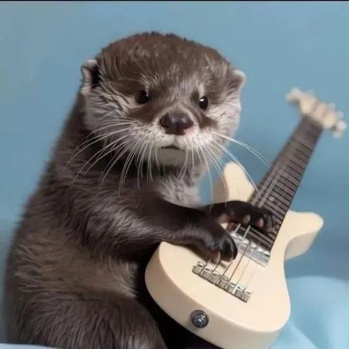 16 Hình chế hài rái cá ôm cây đàn guitar trắng, đôi mắt nhìn thẳng như chuẩn bị biểu diễn dù dáng đứng hơi lúng túng