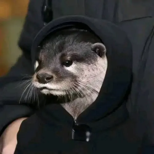 8 Meme rái cá đáng yêu mặc áo hoodie đen, khuôn mặt nghiêm nghị khiến dáng vẻ nhỏ xíu bỗng giống đàn anh khó gần