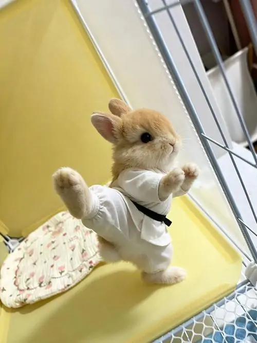 10 Chú thỏ nhỏ mặc áo trắng đứng bên khung cửa, hai chân trước giơ lên như đang xin ra ngoài chơi cho đỡ buồn