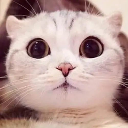 60 59