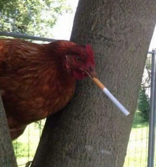 63 62