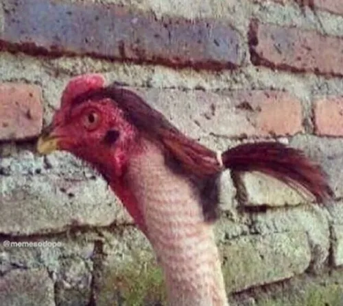 51 50