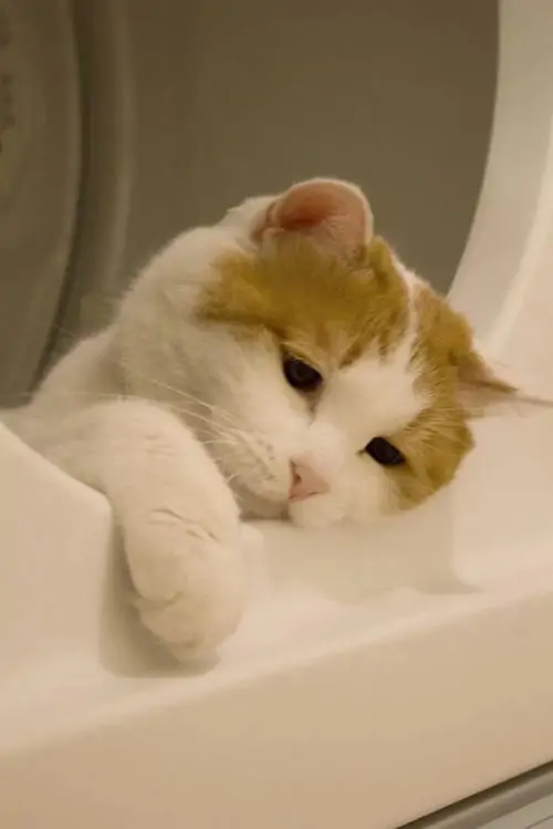 85 84