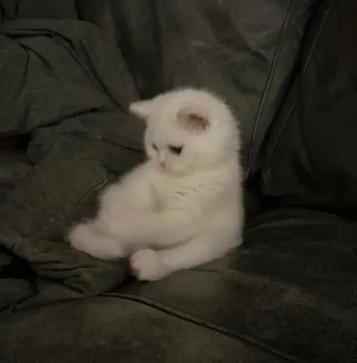 81 80