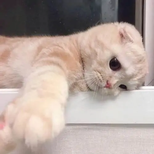 61 60