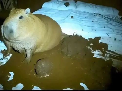 135 134