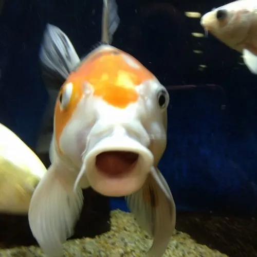 38 37