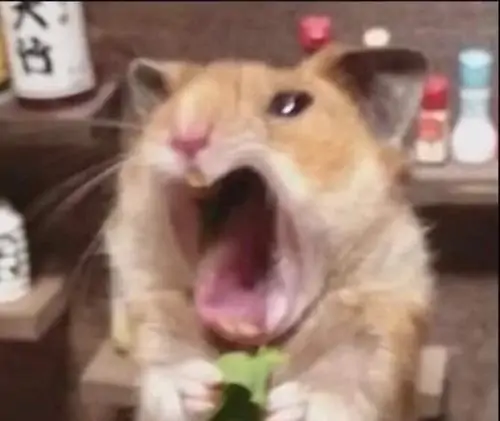 90 Ảnh Meme Chuột Vô Tri Cute Bắt Trọn Khoảnh Khắc Ngộ Nghĩnh
