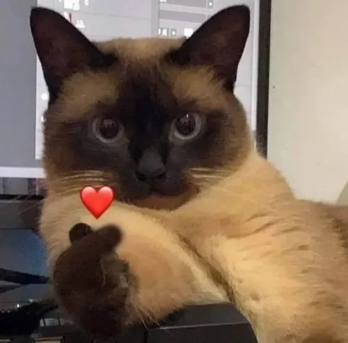 32 Ảnh dán yêu thương chú mèo Xiêm mặt nghiêm giơ chân có tim đỏ, biểu cảm lạnh lùng làm màn trao tim càng buồn cười