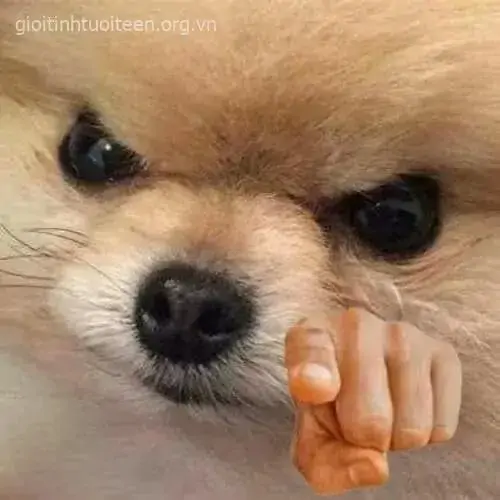 27 Chú chó nhỏ mắt trợn căng, bàn tay người đặt trước mõm như đang chỉ thay nó để tăng độ gắt.