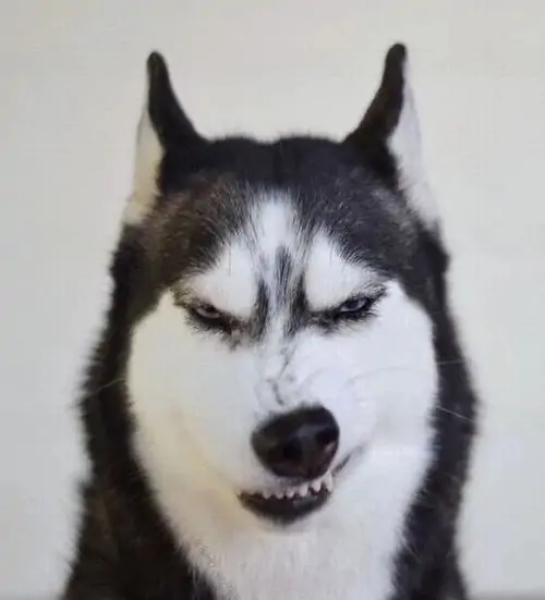 28 Hình chế vui chú chó husky có khuôn mặt cau có với đôi mắt híp tịt tạo nên biểu cảm giận dỗi đầy hài hước cho người xem trực tuyến.