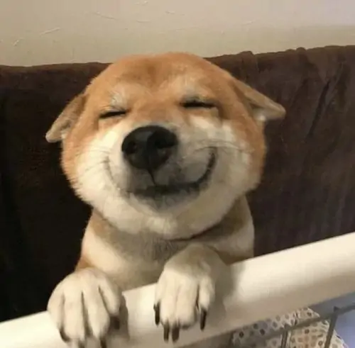 30 Chú chó shiba gác hai chân lên thành cũi cười nhắm nghiền mắt đầy mãn nguyện tạo thành ảnh nhếch mép meme lan tỏa sự bình yên cho người xem.